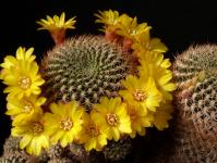 Thumbnail of 0403_Sulcorebutia caineana_20170708_01(1).JPG